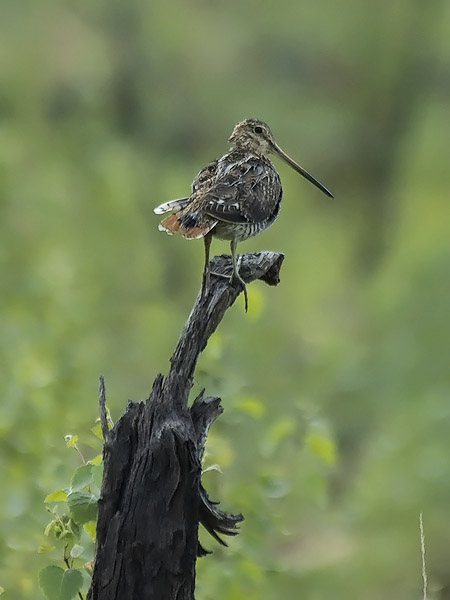 Taivaanvuohi, Common Snipe, Gallinago gallinago